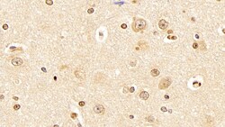 Invitrogen AHR Monoclonal Antibody (C8) 200 &mu;L; Unconjugated:Antibodies,