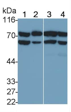 Invitrogen PADI6 Monoclonal Antibody (D2) 200 &mu;L; Unconjugated:Antibodies,
