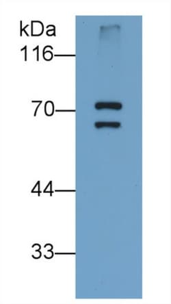 Invitrogen&trade;&nbsp;PADI6 Monoclonal Antibody (D2)