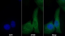 Invitrogen Caspase 6 Monoclonal Antibody (D4) 200 &mu;L; Unconjugated:Antibodies,
