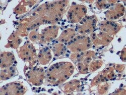Invitrogen&trade;&nbsp;FGF21 Monoclonal Antibody (C4)