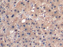 Invitrogen FGF21 Monoclonal Antibody (C4) 200 &mu;L | Buy Online | Invitrogen&trade; | Fisher Scientific