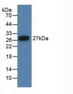 Invitrogen FGF21 Monoclonal Antibody (C4) 200 &mu;L | Buy Online | Invitrogen&trade; | Fisher Scientific