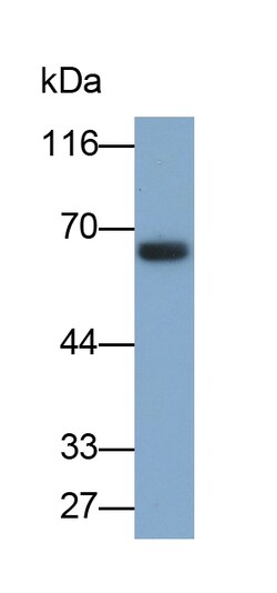 Invitrogen GCKR Monoclonal Antibody (4#) 200 &mu;L; Unconjugated:Antibodies,