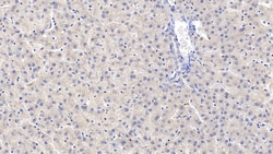 Invitrogen&trade;&nbsp;EB1 Monoclonal Antibody (C1)