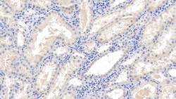 Invitrogen EB1 Monoclonal Antibody (C1) 200 &mu;L; Unconjugated:Antibodies,