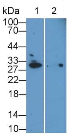 Invitrogen EB1 Monoclonal Antibody (C1) 200 &mu;L; Unconjugated:Antibodies,