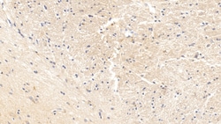 Invitrogen&trade;&nbsp;CARTPT Monoclonal Antibody (C4)