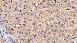 Invitrogen BAI3 Monoclonal Antibody (C6) 200 &mu;L; Unconjugated:Antibodies,