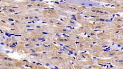 Invitrogen BAI3 Monoclonal Antibody (C6) 200 &mu;L; Unconjugated:Antibodies,