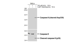 Invitrogen Caspase 9 (Cleaved Asp330) Recombinant Rabbit Monoclonal Antibody (HL3858) 100 &mu;L | Buy Online | Invitrogen&trade; | Fisher Scientific