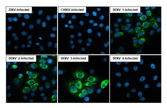 Invitrogen Dengue Virus Type 1-4 PrM (strain Thailand/16681/1984 ...