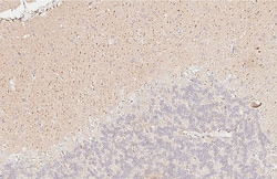 Invitrogen&trade;&nbsp;ZPK Recombinant Rabbit Monoclonal Antibody (HL3423)