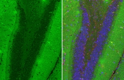 Invitrogen ZPK Recombinant Rabbit Monoclonal Antibody (HL3423) 100 &mu;L;