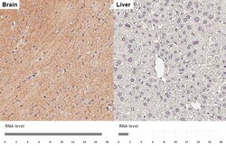 Invitrogen ZPK Recombinant Rabbit Monoclonal Antibody (HL3423) 100 &mu;L;