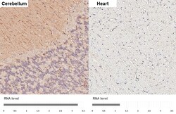 Invitrogen ZPK Recombinant Rabbit Monoclonal Antibody (HL3423) 100 &mu;L;