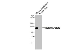 Invitrogen ZPK Recombinant Rabbit Monoclonal Antibody (HL3423) 100 &mu;L;