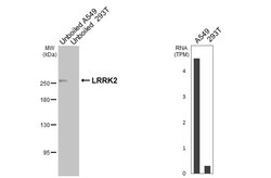 Invitrogen LRRK2 Recombinant Rabbit Monoclonal Antibody (HL3167) 100 &mu;L;