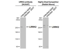 Invitrogen LRRK2 Recombinant Rabbit Monoclonal Antibody (HL3167) 100 &mu;L;