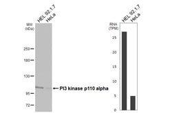 Invitrogen PIK3CA Recombinant Rabbit Monoclonal Antibody (HL4042) 100 &mu;L;