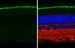 Invitrogen RGR Antibody Cocktail 100 &mu;L; Unconjugated:Antibodies, Cocktail