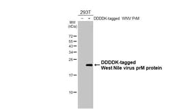Invitrogen West Nile Virus prM Protein Recombinant Rabbit Monoclonal Antibody (HL3500) 100 &mu;L | Buy Online | Invitrogen&trade; | Fisher Scientific