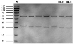 Invitrogen&trade;&nbsp;Ara H1 Recombinant Mouse Monoclonal Antibody (10C4)