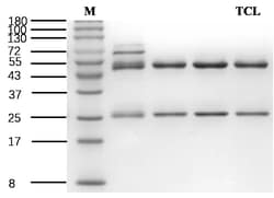 Invitrogen&trade;&nbsp;Teicoplanin Recombinant Mouse Monoclonal Antibody (2F4)
