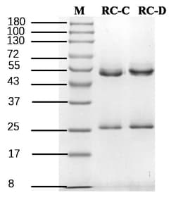 Invitrogen&trade;&nbsp;Ricin Recombinant Mouse Monoclonal Antibody (2B7)