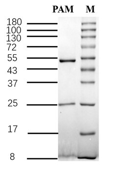 Invitrogen&trade;&nbsp;Paromomycin Recombinant Mouse Monoclonal Antibody (2D3)