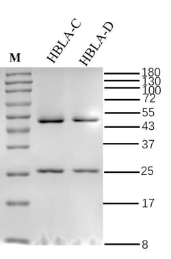 Invitrogen&trade;&nbsp;Hemolysin BL A Recombinant Mouse Monoclonal Antibody (15C7)