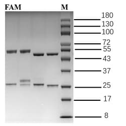 Invitrogen&trade;&nbsp;Famoxadone Recombinant Mouse Monoclonal Antibody (4E11)