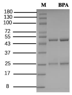 Invitrogen&trade;&nbsp;Bisphenol A Recombinant Mouse Monoclonal Antibody (2H3)