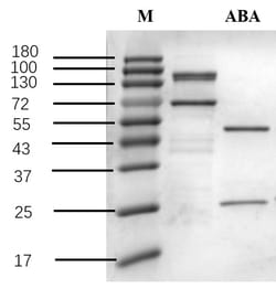 Invitrogen&trade;&nbsp;Abscisic acid Recombinant Mouse Monoclonal Antibody (4G7)