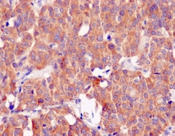 Invitrogen CLOCK Recombinant Rabbit Monoclonal Antibody (K01_4U14) 100 &mu;L | Buy Online | Invitrogen&trade; | Fisher Scientific