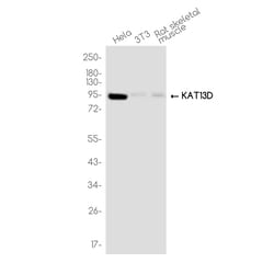 Invitrogen&trade;&nbsp;CLOCK Recombinant Rabbit Monoclonal Antibody (K01_4U14)