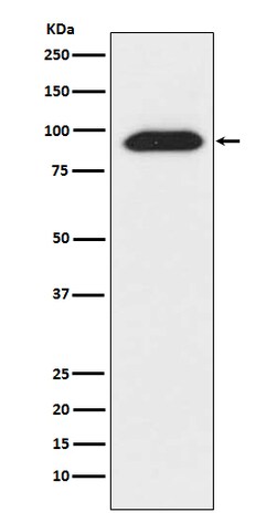 Invitrogen CLOCK Recombinant Rabbit Monoclonal Antibody (K01_4U14) 100 &mu;L | Buy Online | Invitrogen&trade; | Fisher Scientific