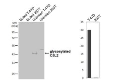 Invitrogen&trade;&nbsp;GPR77 Recombinant Rabbit Monoclonal Antibody (HL4182)