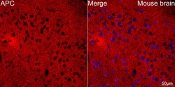 Invitrogen&trade;&nbsp;Protein APC Recombinant Rabbit Monoclonal Antibody (0V2X6)