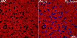 Invitrogen Protein APC Recombinant Rabbit Monoclonal Antibody (0V2X6) 20 &mu;L | Buy Online | Invitrogen&trade; | Fisher Scientific