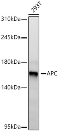 Invitrogen Protein APC Recombinant Rabbit Monoclonal Antibody (0V2X6) 20 &mu;L | Buy Online | Invitrogen&trade; | Fisher Scientific