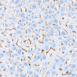Invitrogen FCGRT Recombinant Rabbit Monoclonal Antibody (8R2Z10) 100 &mu;L | Buy Online | Invitrogen&trade; | Fisher Scientific