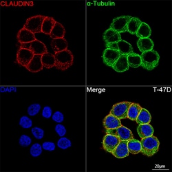Invitrogen&trade;&nbsp;Claudin 3 Recombinant Rabbit Monoclonal Antibody (1N7C6)
