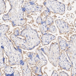 Invitrogen&trade;&nbsp;Nectin 4 Recombinant Rabbit Monoclonal Antibody (PSH09-73)
