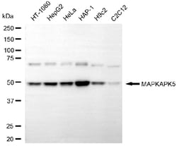 Invitrogen&trade;&nbsp;MAPKAPK5 Monoclonal Antibody (25GB5805)