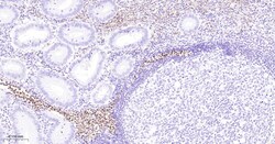 Invitrogen Azurocidin Monoclonal Antibody (5F1) 100 &mu;L | Buy Online | Invitrogen&trade; | Fisher Scientific