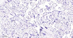Invitrogen Azurocidin Monoclonal Antibody (5F1) 100 &mu;L | Buy Online | Invitrogen&trade; | Fisher Scientific