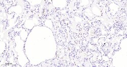 Invitrogen Azurocidin Monoclonal Antibody (5F1) 100 &mu;L | Buy Online | Invitrogen&trade; | Fisher Scientific
