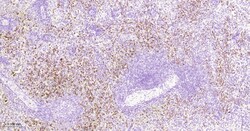 Invitrogen&trade;&nbsp;Azurocidin Monoclonal Antibody (5F1)