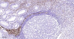 Invitrogen Azurocidin Monoclonal Antibody (6C7) 100 &mu;L | Buy Online | Invitrogen&trade; | Fisher Scientific